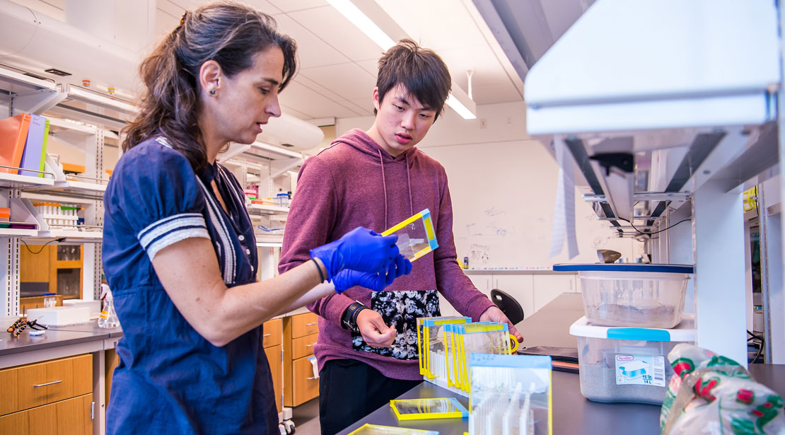 Dr. Brown-Kennerly examining student's acrylic sheets for ant observation and experiment.