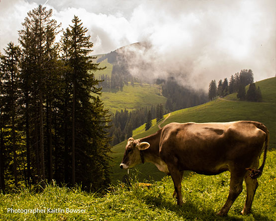 A brown cow grazes near evergreens, clouds and green hills in background, Image Credit: Kaitlin Bowser