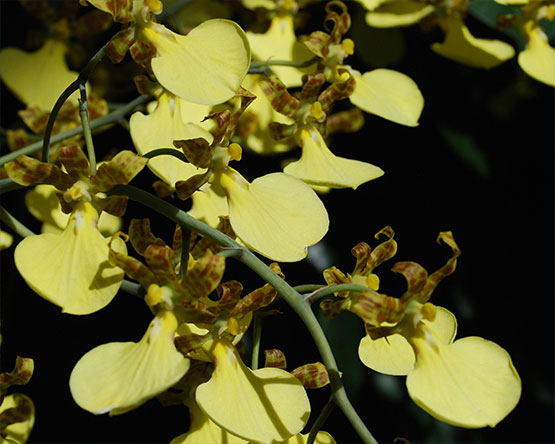 macro of yellow orchids with brown centers, dark background