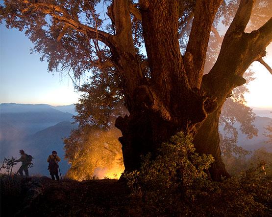 Firefighters work to control a fire behind very large tree.