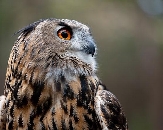 A close-up side profile of an Eurasian eagle-owl with mottled brown feathers and a striking, bright orange eye.