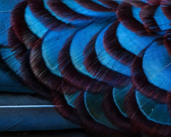 A macro shot of overlapping feathers featuring a striking pattern of iridescent blue tips transitioning into deep brown, scalloped edges.