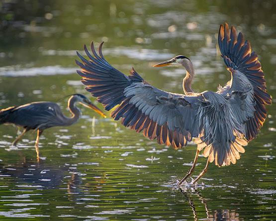 A Great Blue Heron landing in shallow water with its wings fully spread, while another heron stands in the background.