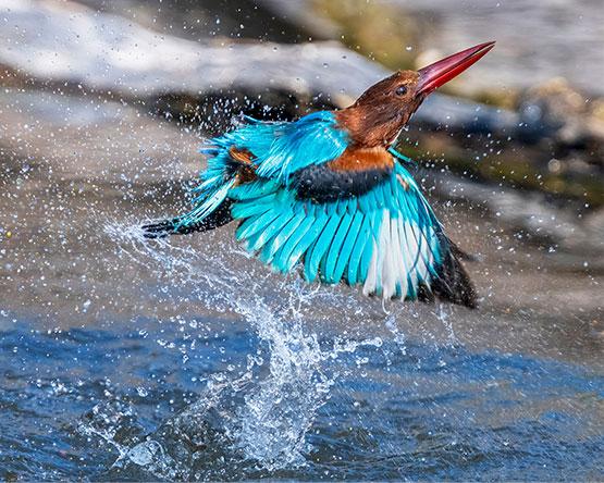 A kingfisher in mid-flight, bursting out of the water with wings spread and droplets spraying in all directions.