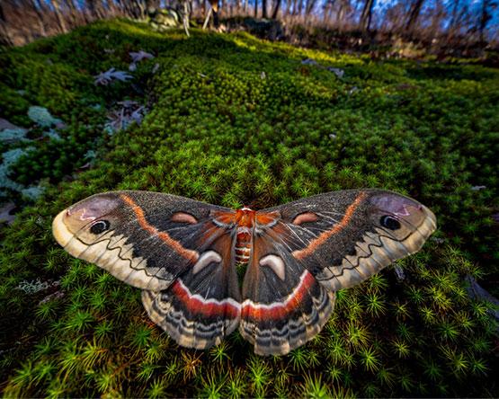 A large, detailed Cecropia moth resting on a vibrant green, mossy forest floor with a blurred, sunlit background.