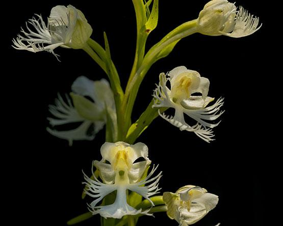 A close-up of a delicate white orchid with fringed, lace-like petals against a solid black background.