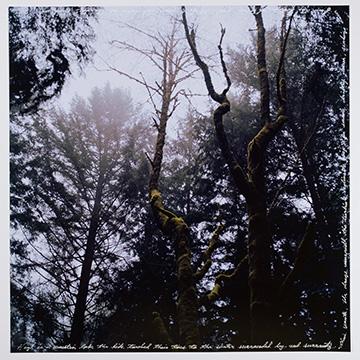 A low-angle shot looking up through mossy, twisted tree branches and evergreen trees toward a misty, overcast sky, framed with white handwritten text along the top, bottom, and right edge.