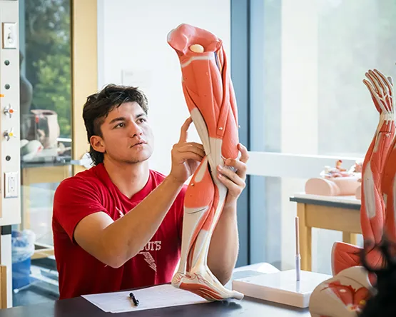 Student working with simulated leg in anatomy class.